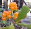 Mistletoe